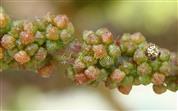  Male floral buds